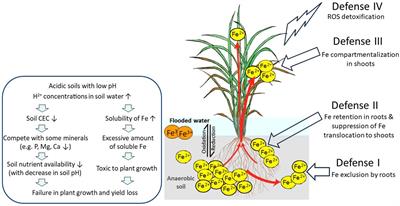 You can’t always get as much iron as you want: how rice plants deal with excess of an essential nutrient